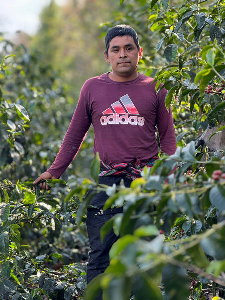 【NEW】＜COE #19＞ BREINNER ALANYA TELLO -Geisha- /  Peru