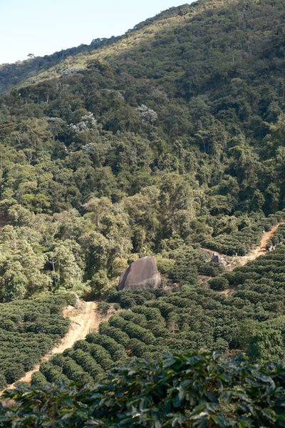 【NEW】＜ESPA #4＞ FABIANO TOMAZINI -Catucai 785- /  Brazil