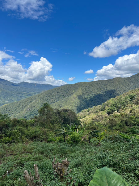 【NEW】HONORIO QUISPE -Bourbon & Geisha- / Peru