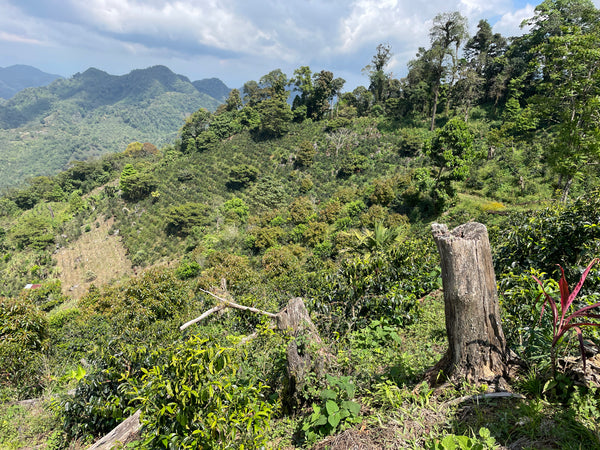 【NEW】JUAN CARLOS JUAREZ -Geisha- / Honduras
