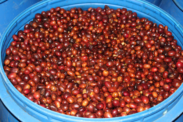 【NEW】MISAEL OCHOA -Bourbon- / Honduras