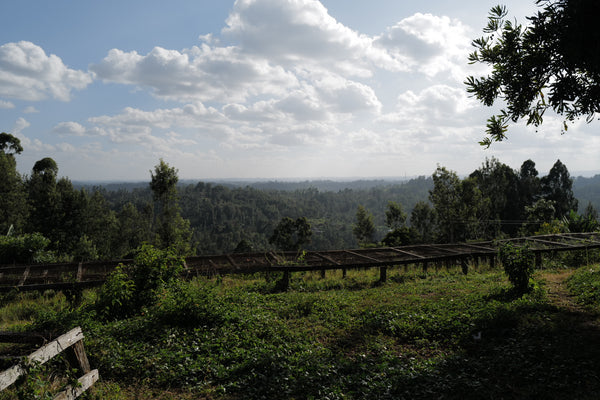 【NEW】THUNGURI -SL28, SL34, Ruiru11 & Batian- / Kenya