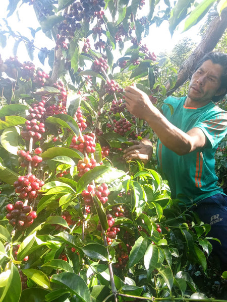 【NEW】＜COE #17＞ ROLANDO RAMIREZ -Geisha & Bourbon- /  Peru