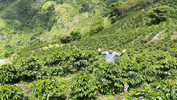 【NEW】＜COE N.W#1＞ FORTUNATO ARENAS -Catuai & Geisha- /  Peru