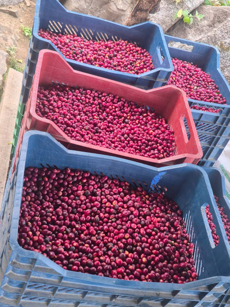 【NEW】＜COE N.W#1＞ FORTUNATO ARENAS -Catuai & Geisha- /  Peru