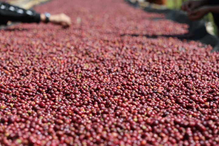 販売終了】KOKOSE -74158- / Ethiopia – aoma coffee