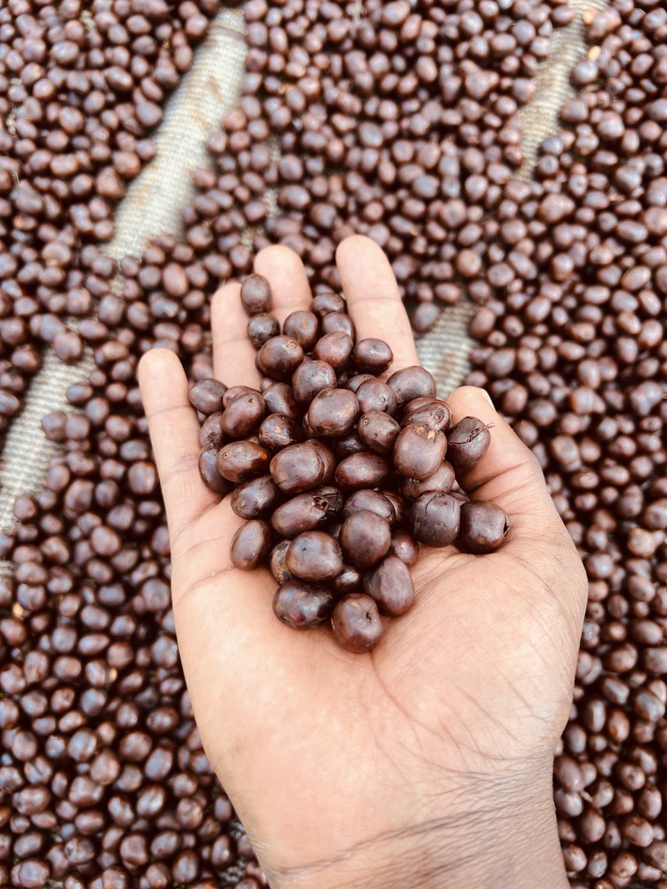 販売終了】KOKOSE -74158- / Ethiopia – aoma coffee